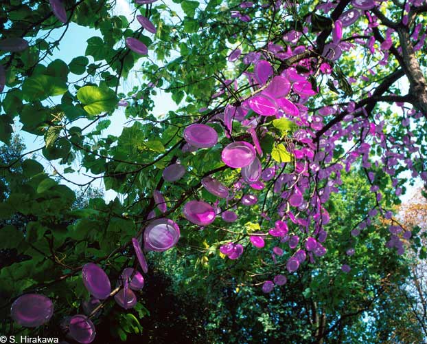 L'arbre aux fruits célestes © Shigeko Hirakawa