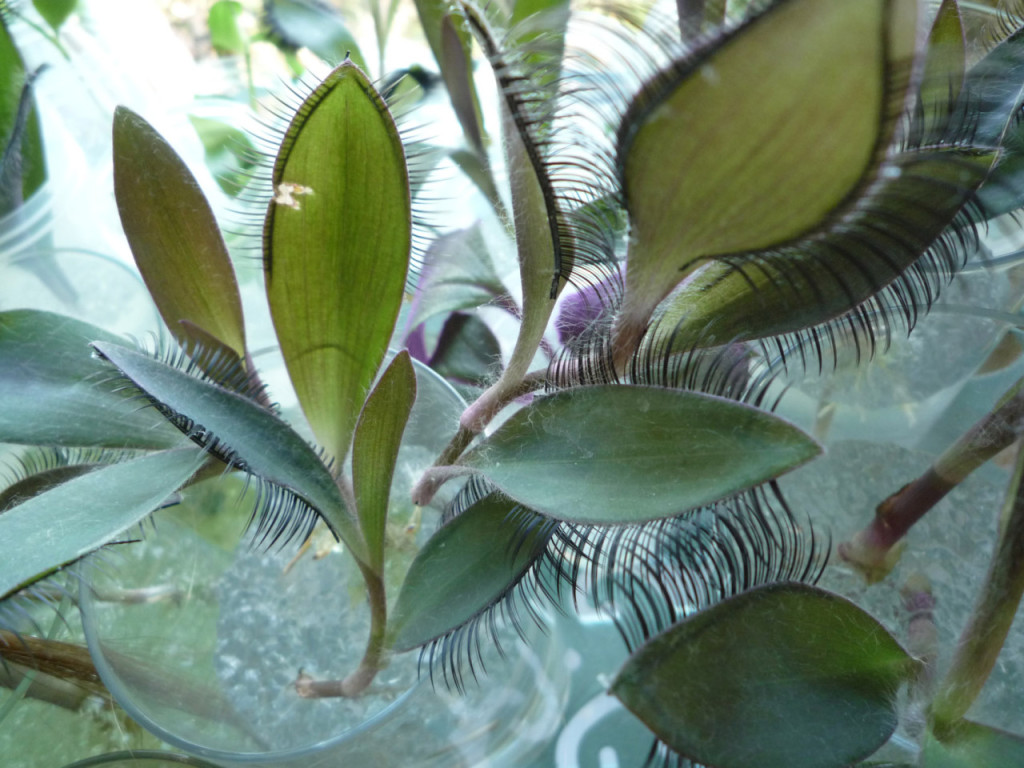Phylloplastie, 2011, vue d'atelier trandescantia en pot, faux cils ©photo Marie Denis